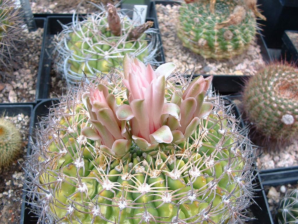 Gymnocalycium bicolor.JPG